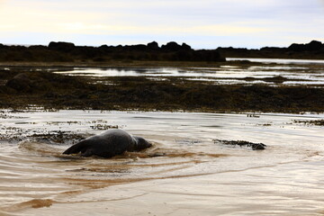 View of a seal on Ytri Tunga beach in western Iceland, Snaefellsnes peninsula