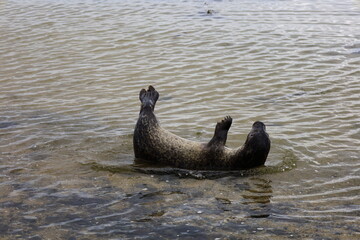 View of a seal on Ytri Tunga beach in western Iceland, Snaefellsnes peninsula