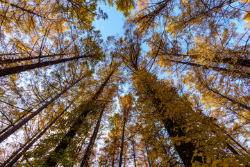 カラマツの樹林から秋空　晩秋の北海道