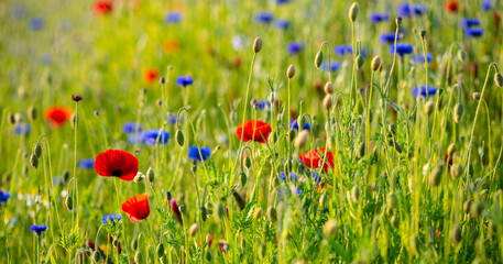 Panorama of a colorful flower meadow with red poppies, blue cornflowers, wild herbs and grasses. Light-filled wide-angle shot with selective focus on a sunny summer day in the Sauerland, Germany.
