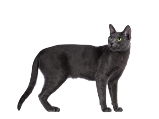 Male Korat cat, standing side ways. Looking backwards over shoulder with green eyes. Isolated cutout on a transparent background.