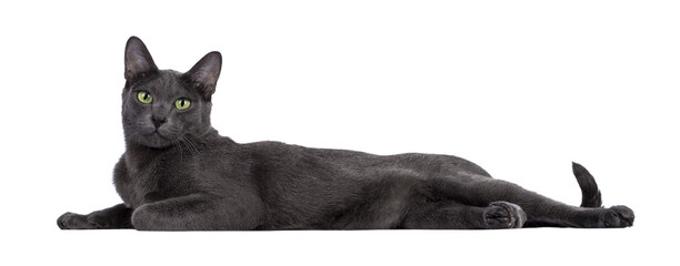 Male Korat cat, laying down side ways. Looking towards camera with green eyes. Isolated cutout on a...