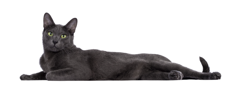 Male Korat cat, laying down side ways. Looking towards camera with green eyes. Isolated cutout on a transparent background.