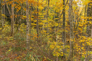 Obraz premium 日本 青森県中津軽郡の白神山地にある世界遺産の径、ブナ林散策道の風景と紅葉
