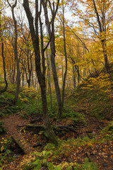 Obraz premium 日本 青森県中津軽郡の白神山地にある世界遺産の径、ブナ林散策道の風景と紅葉