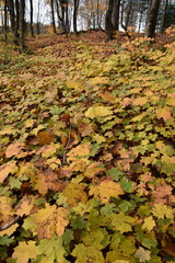 A maple grove in autumn, Sainte-Apolline, Québec, Canada