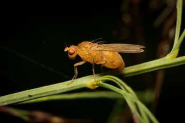 lesser fruit fly Drosophila melanogaster