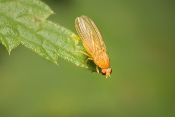 lesser fruit fly Drosophila melanogaster