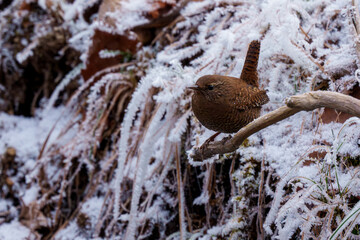 雪とミソサザイ　北海道の冬の野鳥
