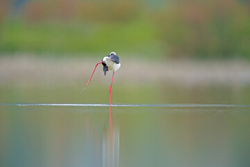 Black-winged Stilt (Himantopus himantopus), which cleans its feathers in the sunrise light. .