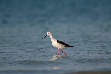 Black-winged Stilt searching for food in the pond. (Himantopus himantopus)..