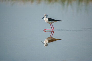 Black-winged Stilt searching for food in the pond. (Himantopus himantopus)..