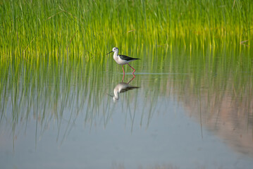 Black-winged Stilt searching for food in the pond. (Himantopus himantopus)..