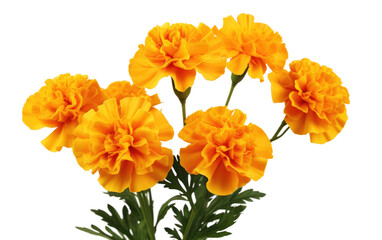 A collection of vibrant yellow flowers displayed neatly in a glass vase, adding a pop of color to the room. The flowers are various size and shade of yellow, creating a visually appealing arrangement.