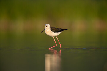 Black-winged Stilt (Himantopus himantopus) foraging in the lake in the sunrise light. .