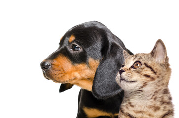Portrait of a Slovakian Hound puppy and a Scottish Straight kitten, closeup, side view, isolated on a white background
