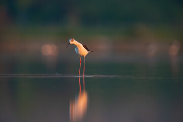 Black-winged Stilt searching for food in the pond. (Himantopus himantopus)..