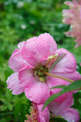 Pink peony flower in water drops in the garden.