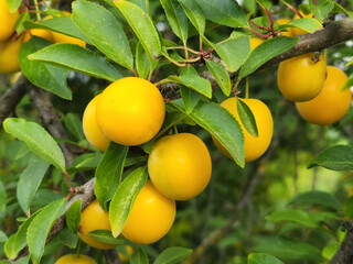 Cherry plum fruits. Ripe yellow cherry plum fruits. Fruit harvest