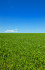 Sky, mockup and field with landscape of grass, agro farming and outdoor plant growth in summer....