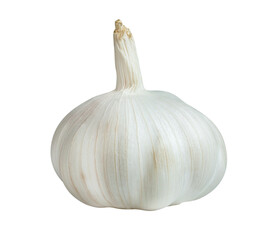 white garlic isolated