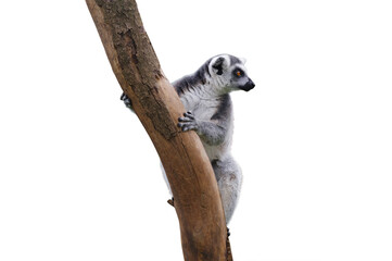 lemur climbing a tree isolated on white background