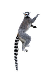lemur  isolated on white background