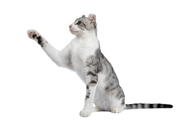 Amazing silver spotted with white American Curl Shorthair cat, cat, sitting side ways. Looking away from camera showing ears and profile. Isolated cutout on a transparent background. One paw playful l © Nynke