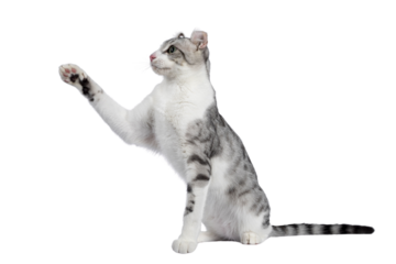 Amazing silver spotted with white American Curl Shorthair cat, cat, sitting side ways. Looking away from camera showing ears and profile. Isolated cutout on a transparent background. One paw playful l
