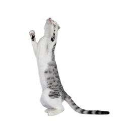 Amazing silver spotted with white American Curl Shorthair cat, standing playful on hind paws. Looking up showing belly. Isolated cutout on a transparent background. Paws reaching up.