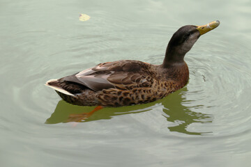 Ente, Vogel, Teich, Wasservogel