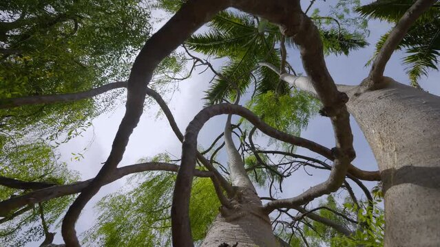 Climbing a baobab tree in a tropical forest in dolly shot in 4k slow motion 120fps
