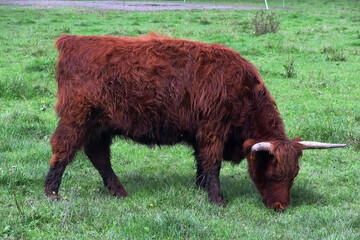 Hochland Rind, Kuh, Weide, Bauernhof, Weide