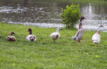Funny Ducks and Geese by a Pond