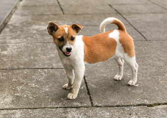 Cute puppy standing in the yard