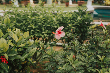 Pink flower on the background of green plants. Natural Background
