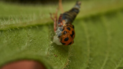 An orange leafhopper shedding its skin on a green leaf