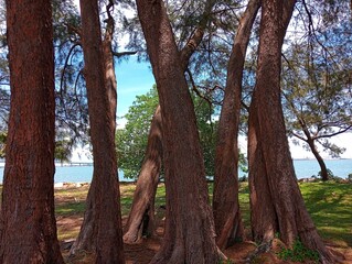 Fototapeta premium Pine tree in the forest