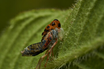 An orange leafhopper shedding its skin on a green leaf