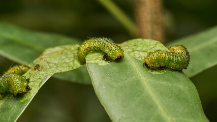 Details of a green caterpillar on a leaf (Adurgoa gonagra)