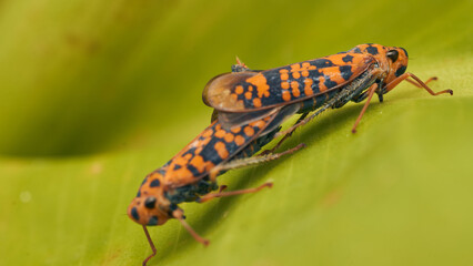 Two orange leafhopper mating on a green leaf