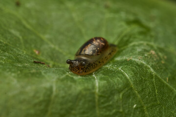 Details of a newborn snail on a green leaf.