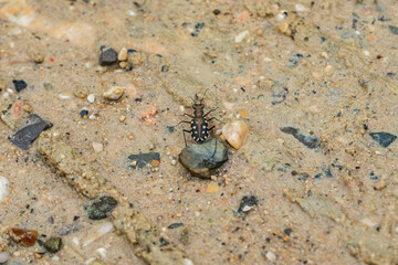 White spotted brown and black tiger beetle on sand close up. Calomera panormitana cypricola.