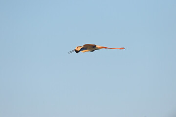 Black-winged Stilt flying alone in the sky. (Himantopus himantopus)