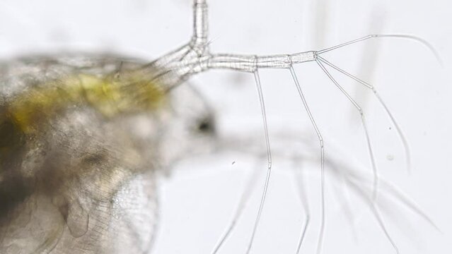 living water flea (daphnia) under the microscope - optical microscope x100 magnification