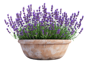 lavender flowers in a pot