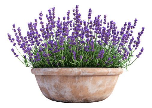lavender flowers in a pot
