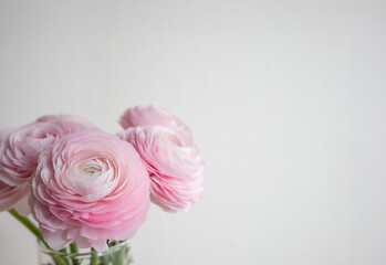Blooming pale pink Ranunculus or buttercup flower isolated on white. Close up shot, copy space, no people
