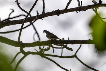 beautiful striped pigeon in natural conditions on one of the Seychelles islands