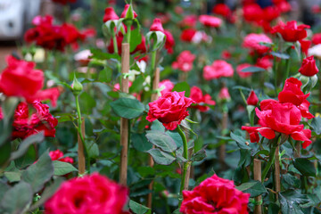 red rose bush abundant blooming in summer garden in country rose garden